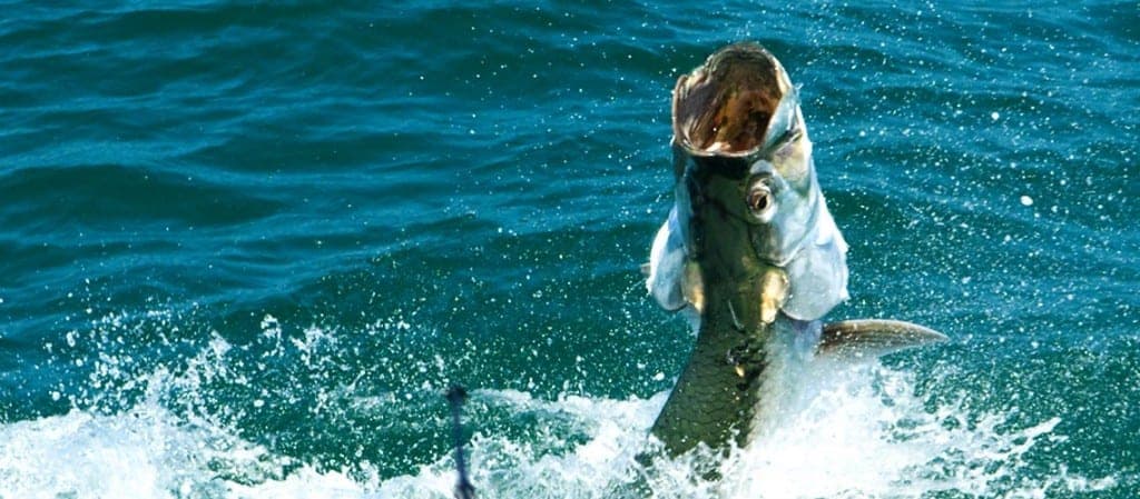 Homosassa Tarpon charter