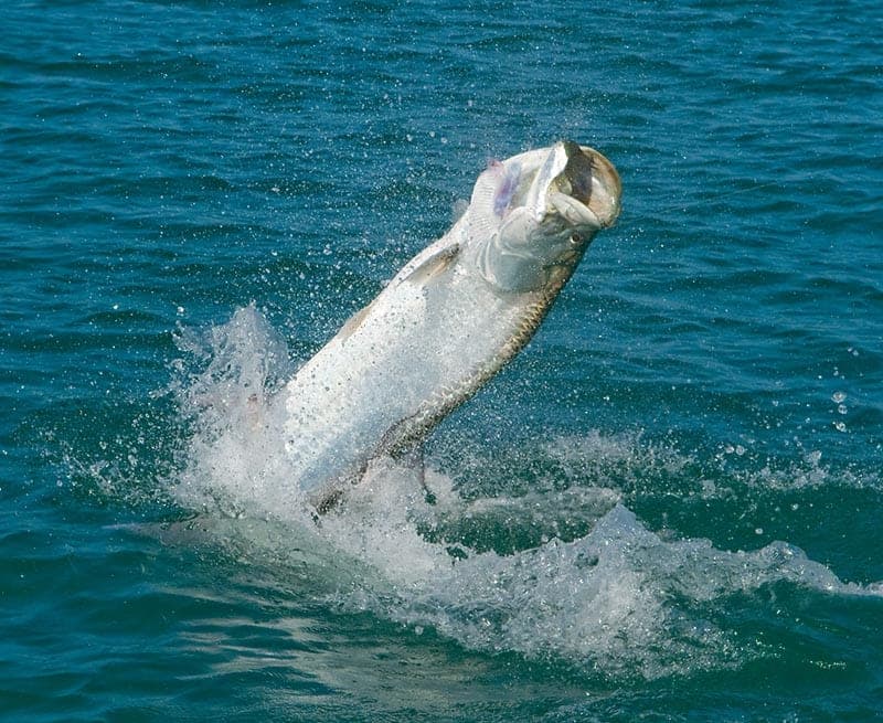 Tarpon fishing in Homosassa
