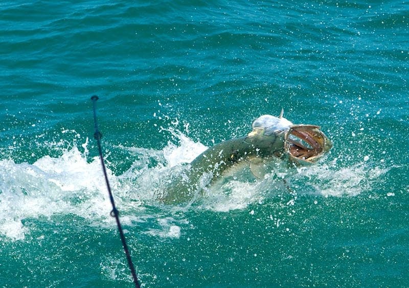 Sight fishing for giant Tarpon in Homosassa
