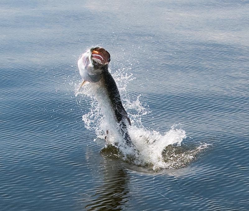 Fall fishing action on the Nature Coast