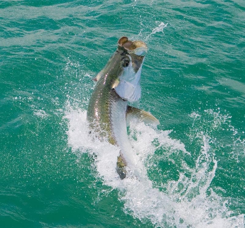 Angler with a large Tarpon