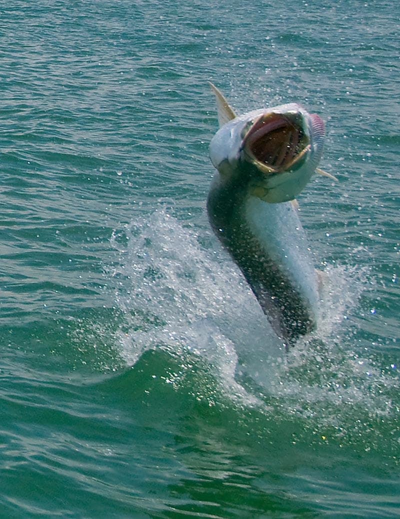 Homosassa Tarpon Charter