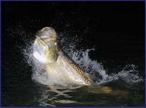 Tarpon fishing guide client with massive Tarpon at night