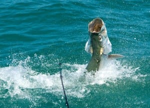 tarpon fighting angler in Tampa Florida