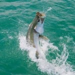 Tarpon fishing with orlando charter client