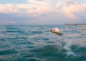 Huge tarpon leaping upside down on Tampa Tarpon Charter trip 