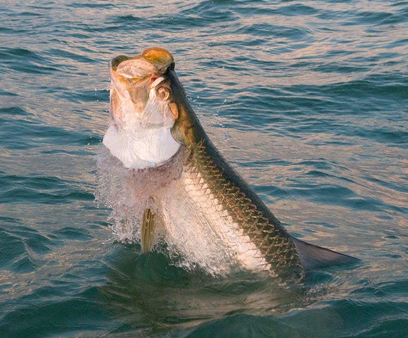 Orlando fishing charter client with Tarpon fish.