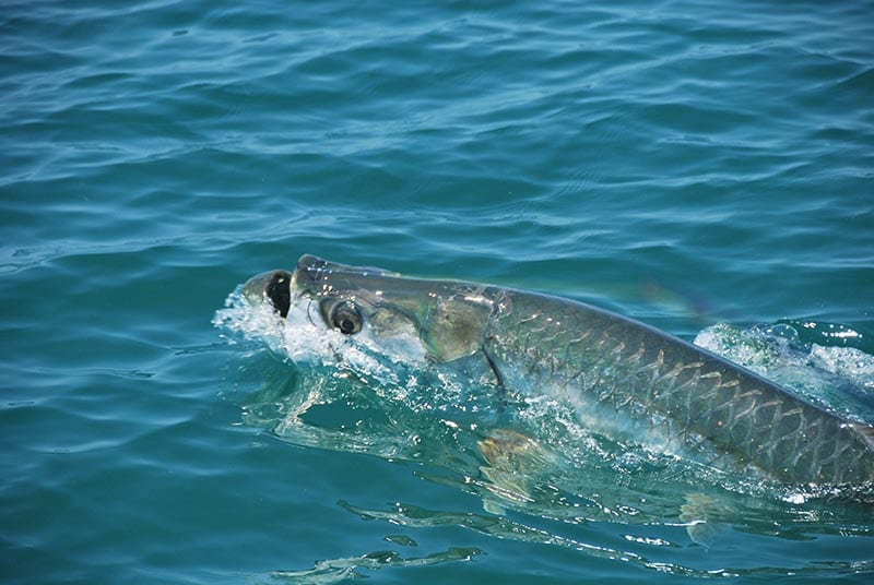 a tarpon rolling in tampa bay