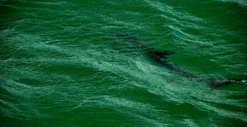 Tarpon cruising Tampa Bay