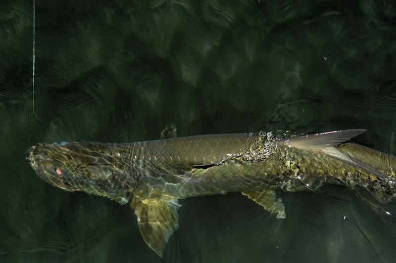 St Petersburg fishing guide client with caught Tarpon